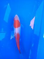 Te koop prachtige gezonde Kohaku Kweker Suda Japan 30 35 cm, Karper of Koi