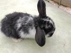 Mini lop x Frans hangoortjes, Dieren en Toebehoren, Vrouwelijk