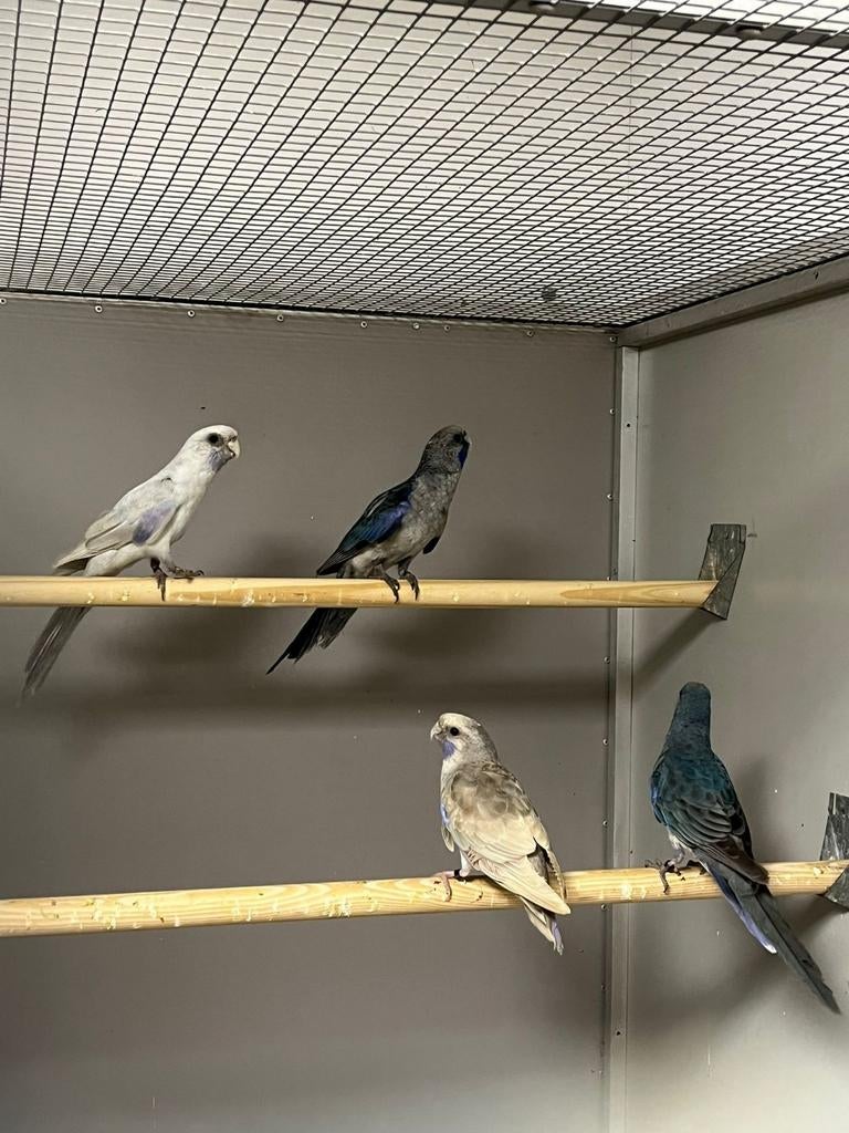 Mooie pennant rosella's koppels, Dieren en Toebehoren, Vogels | Parkieten en Papegaaien, Meerdere dieren, Parkiet