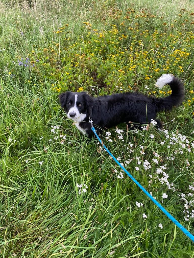 Hondenoppas gezocht, Particuliere oppas