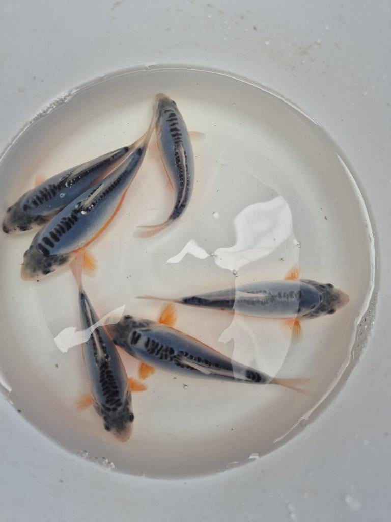 Shusui koi , super goedkoop!, Karper of Koi