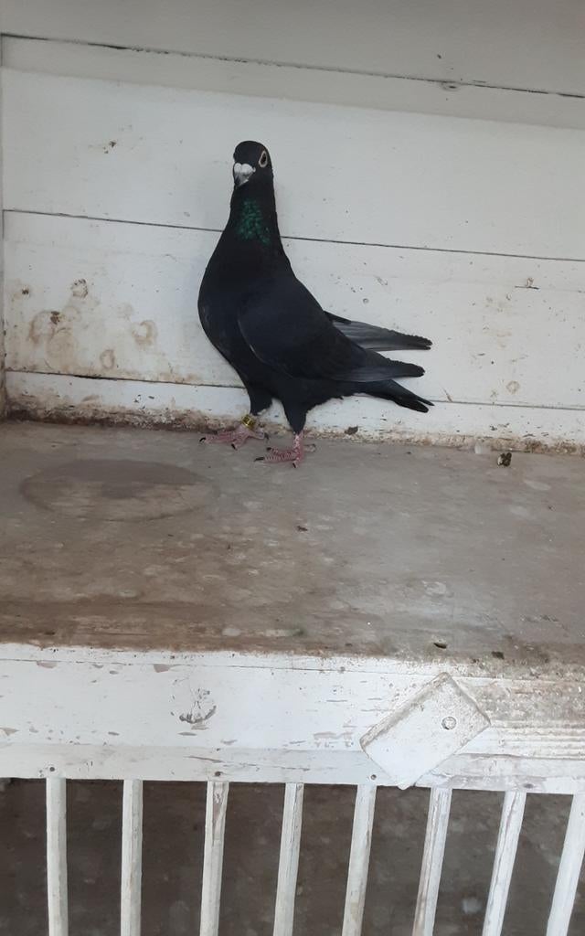 Zwarte postduif  2024 duivin, Dieren en Toebehoren, Vogels | Duiven, Vrouwelijk, Postduif