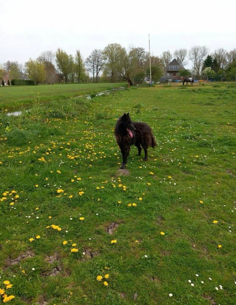 Groenendaeler reu, Dieren en Toebehoren, Reu, Eén hond, 3 tot 5 jaar, Herder
