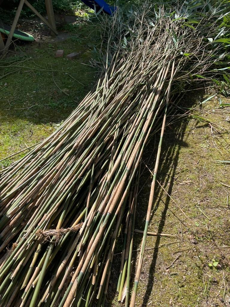 Gratis Bamboe stokken, voor moestuin, Ophalen, Zo goed als nieuw, Overige typen