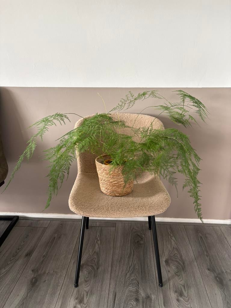 Asparagus groot, Ophalen, Halfschaduw, Minder dan 100 cm