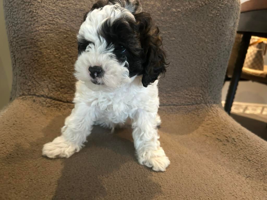 Heel lief en grappig reutje labradoodle x Maltipoo, Reu, 8 tot 15 weken, Parvo, Eén hond