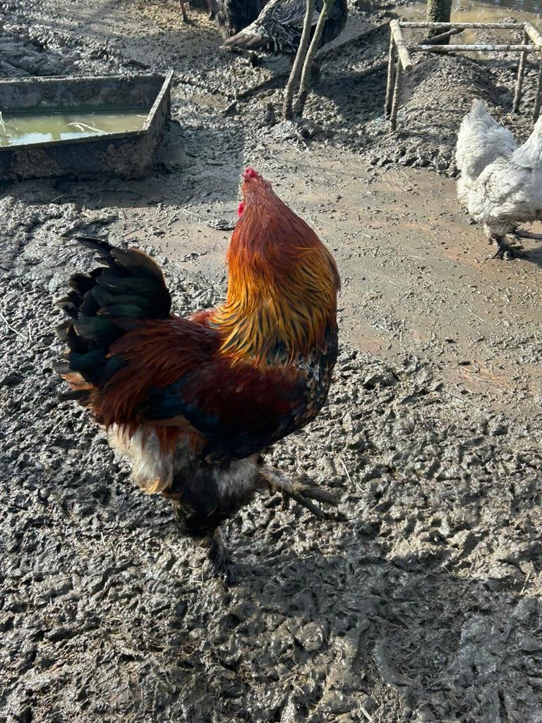 Mooie hanen o.a brahma’s, Mannelijk, Kip