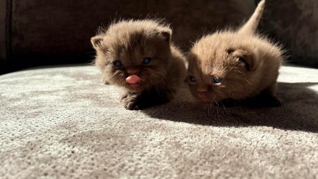 ** Prachtige Brits Britse kittens Choco/Cinnamon/Point/Lilac, Meerdere dieren, Ontwormd, 0 tot 2 jaar