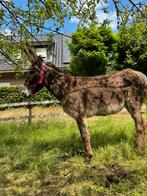 waarschijnlijk dragende ezel merrie, Dieren en Toebehoren, Juni, Vrouwelijk