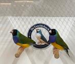 Gouldamadine, Dieren en Toebehoren, Vogels | Overige Vogels, Meerdere dieren, Geringd
