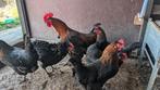 Olijf leggers, Marans x Cream Legbar hennen, Dieren en Toebehoren, Vrouwelijk, Kip