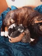 Kittens, 0 tot 2 jaar