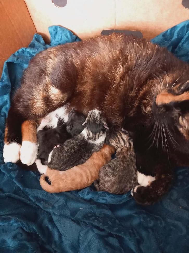 Kittens, Dieren en Toebehoren, Katten en Kittens | Dekkaters, 0 tot 2 jaar