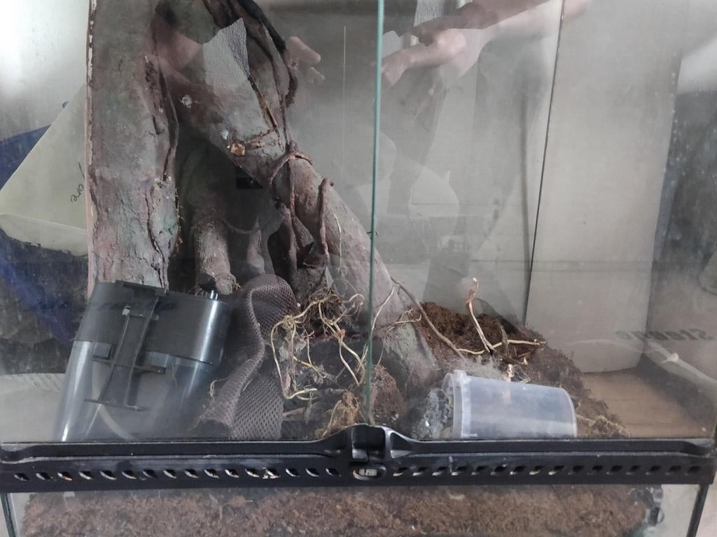 Exoterra terrarium, Dieren en Toebehoren, Reptielen en Amfibieën | Toebehoren, Ophalen