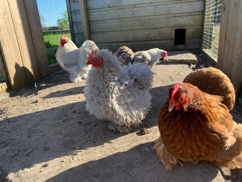 Cochin broedeieren, Dieren en Toebehoren, Pluimvee, Geslacht onbekend, Kip