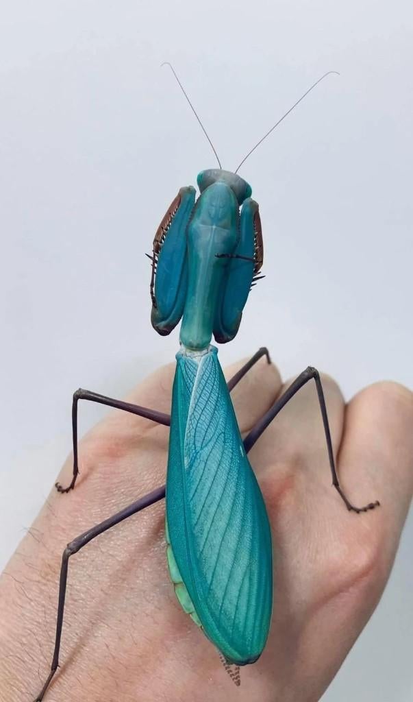bidsprinkhanen, Dieren en Toebehoren, Insecten en Spinnen
