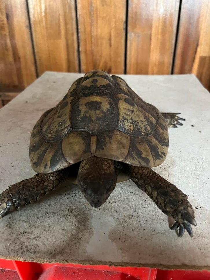 T.k. Griekse landschildpad: man Tortoise - male for sale from Marco