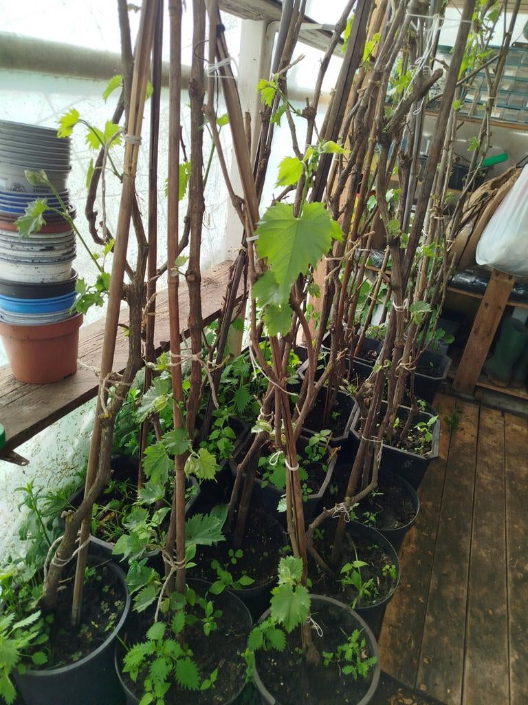 Druiven boom, Ophalen of Verzenden, Overige soorten, Volle zon