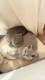 Vier prachtige kittens beschikbaar!, Dieren en Toebehoren, Katten en Kittens | Overige Katten, Poes, Kortharig, 0 tot 2 jaar