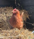 Tamme lohman leghennen *21 weken*, Dieren en Toebehoren, Pluimvee, Vrouwelijk, Kip