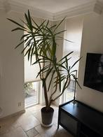 Palm in pot met wieltjes, Ophalen, Palm, Halfschaduw, In pot