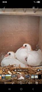 Mooie witte postduiven, Dieren en Toebehoren, Meerdere dieren, Postduif