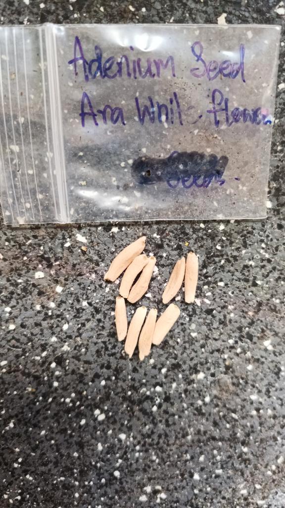 Adenium Arabicum witte bloemen - zaad 9 stuks, Huis en Inrichting, Kamerplanten, Overige soorten, Minder dan 100 cm, Bloeiende kamerplant