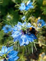 Zaad Juffertje in het groen - Nigella sativa (2025), Verzenden, Voorjaar, Volle zon, Zaad