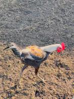 Te koop broedeieren  Indio Gigante, Dieren en Toebehoren, Pluimvee, Kip