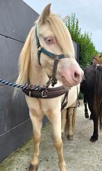 Prachtige en lieve NMPRS perlino ruin 1.05m, Dieren en Toebehoren, Pony's, Met stamboom, Ruin, Niet van toepassing, A pony (tot 1.17m)