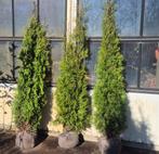 Conifeer | Thuja occ. King of Brabant, Ophalen, Conifeer, Struik, 100 tot 250 cm