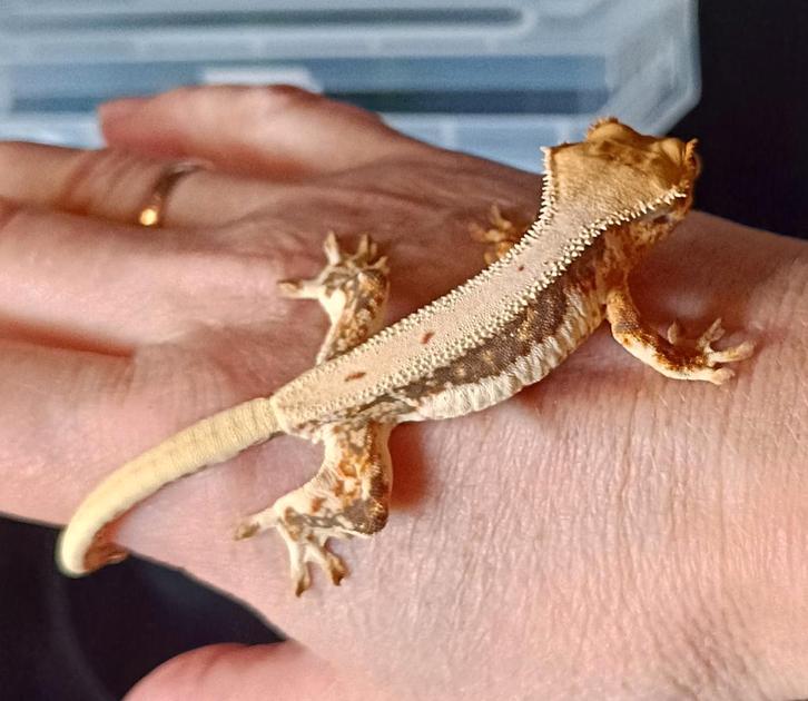 Lillywhite wimpergekko jong Crested Gecko - female for sale from Sabrina