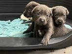 Mooie Labrador pups, Parvo, 8 tot 15 weken, Labrador retriever, Meerdere