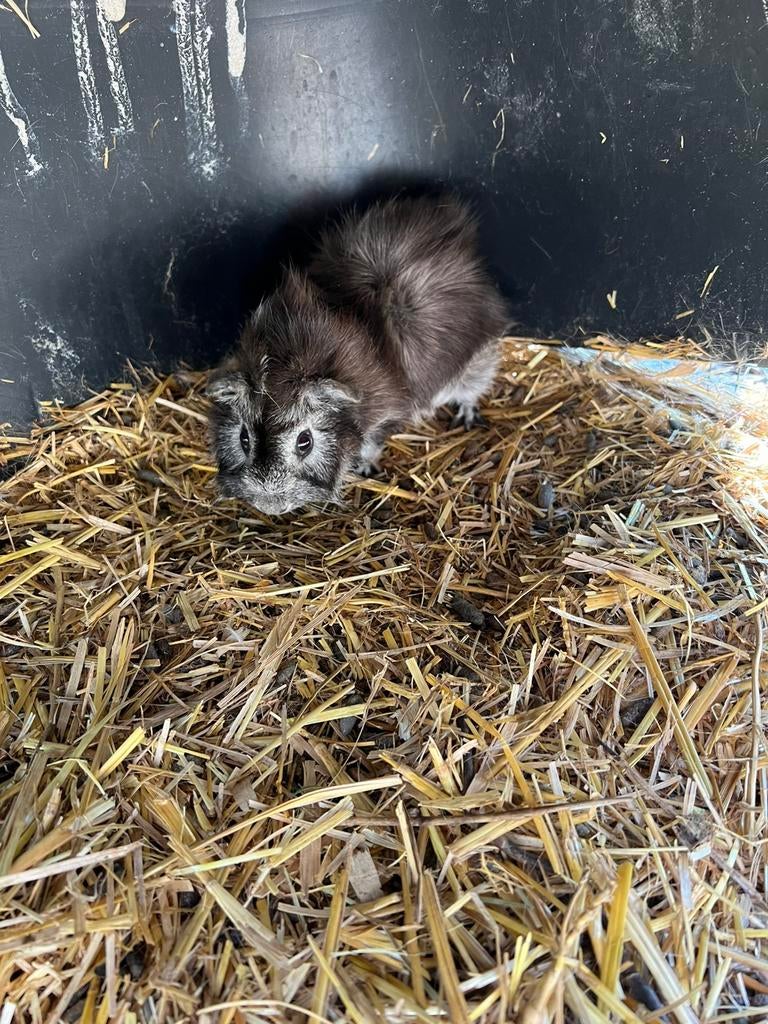 Jonge cavias, Dieren en Toebehoren, Januari, Meerdere dieren, Cavia