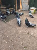 Duiven takla, Meerdere dieren, Overige soorten