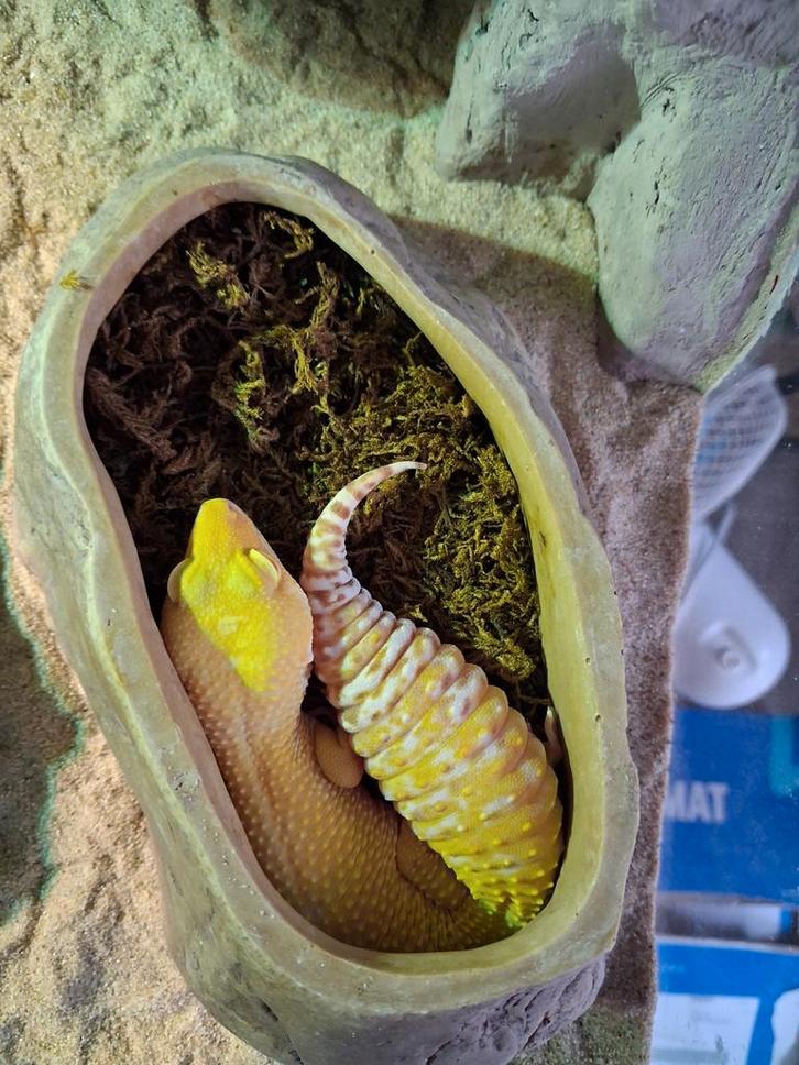 Luipaardgekko vrouwtjes Leopard Gecko - female for sale from markt_plaats81