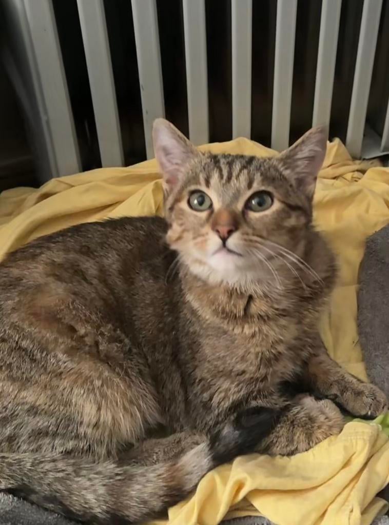 Kat, Ophalen of Verzenden