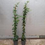Hedera helix Klimop, Ophalen, Overige soorten, 100 tot 250 cm