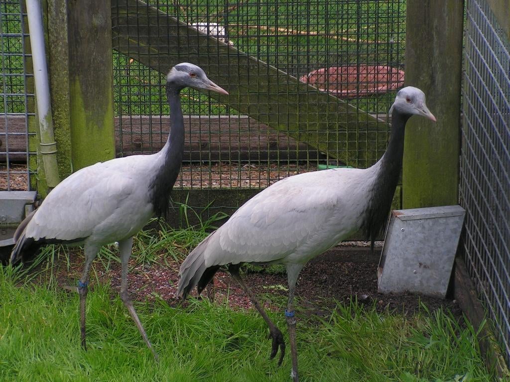 Kraanvogels | Bijzondere dieren | Passend advies, Dieren en Toebehoren, Meerdere dieren, Overige soorten