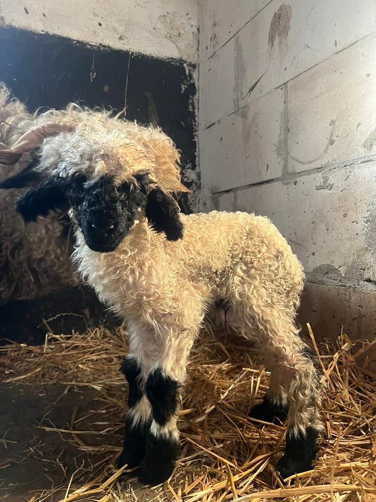 Super lief walliser schwarznase ramlam, Dieren en Toebehoren, Mannelijk, Schaap