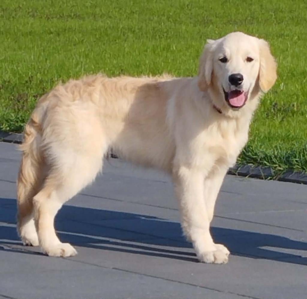 Golden retriever pups (stamboom), Golden retriever, Particulier, 15 weken tot 1 jaar, Reu