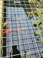 Vijvervissen, Karper of Koi