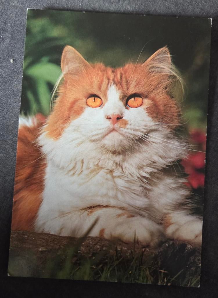 Mooie rood witte Perzische kat, Verzenden, 1980 tot heden, Ongelopen, Hond of Kat