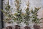 Haagplanten Beukenhaag Fagus & Haagbeuk Carpinus, Tuin en Terras, Planten | Struiken en Hagen, Ophalen of Verzenden, Beukenhaag