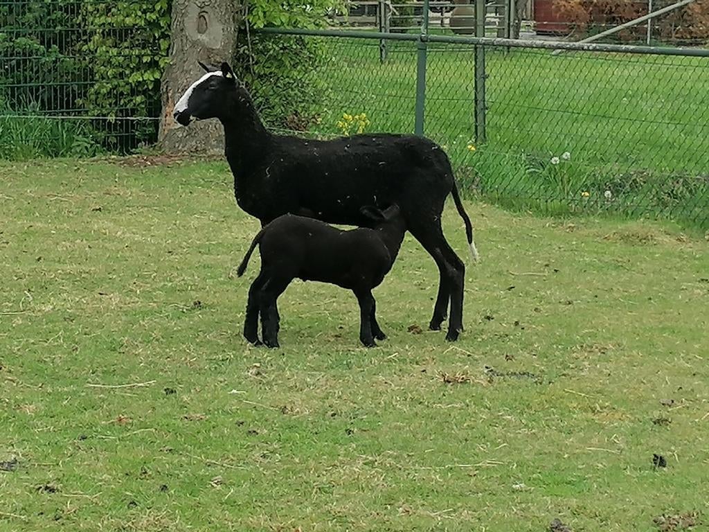 Mooi span, Dieren en Toebehoren, Meerdere dieren, Schaap, 0 tot 2 jaar