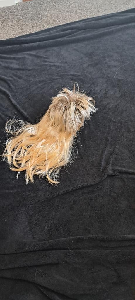 Heren nozems pruik - nooit gedragen, Ophalen of Verzenden