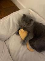 Aangeboden mooie britse korthaar., Dieren en Toebehoren, Poes, Gechipt, 0 tot 2 jaar