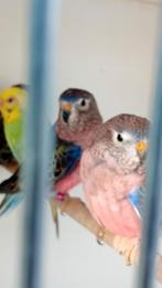verschillende bourkesparkieten, Dieren en Toebehoren, Vogels | Parkieten en Papegaaien, Meerdere dieren, Parkiet