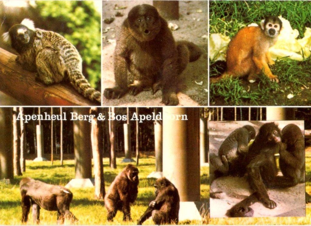 Apen   Apenheul Apeldoorn (zie beschrijving ), Verzenden, 1980 tot heden, Gelopen, Overige soorten