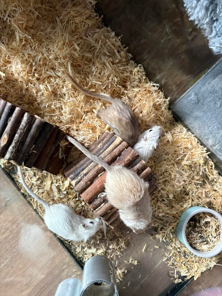 Gerbil, Dieren en Toebehoren, Knaagdieren, Mannelijk, Overige typen, Juni